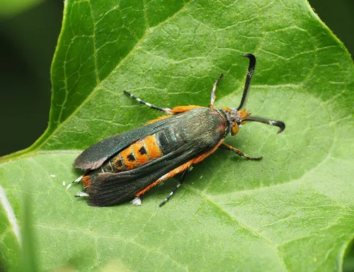 Squash Vine Borer - photo 7