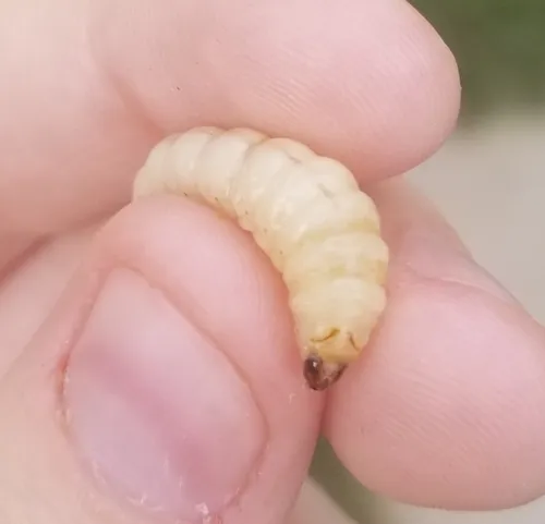 Squash Vine Borer - photo 8