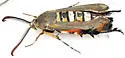 Glorious Squash Vine Borer - Hodges#2540