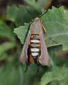 Glorious Squash Vine Borer - Hodges#2540 - photo 2