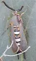 Glorious Squash Vine Borer - Hodges#2540 - photo 3