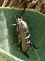 Glorious Squash Vine Borer - Hodges#2540 - photo 4