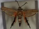 Glorious Squash Vine Borer - Hodges#2540 - photo 5