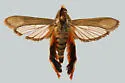 Eichlinia grandis - Hodges#2539
