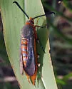 Eichlinia grandis - Hodges#2539 - photo 2