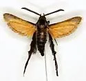 Eichlinia magnifica - Hodges#2541