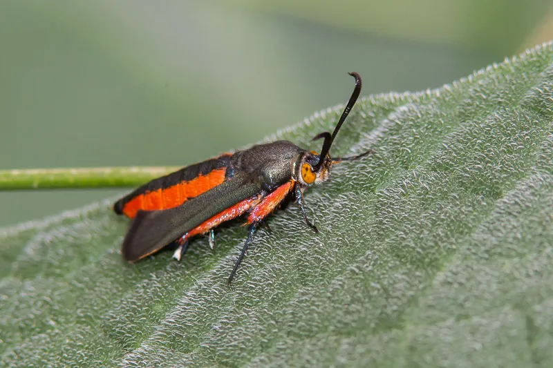 Clearwing Borer Moth - Hodges#2538 - photo 2