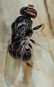 Eidalimus fuscus