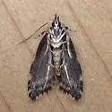Eido trimaculella - Hodges#1068 - photo 2