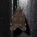 Eido trimaculella - Hodges#1068 - photo 3