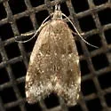 Eido trimaculella - Hodges#1068 - photo 4