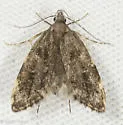Eido trimaculella - Hodges#1068 - photo 5