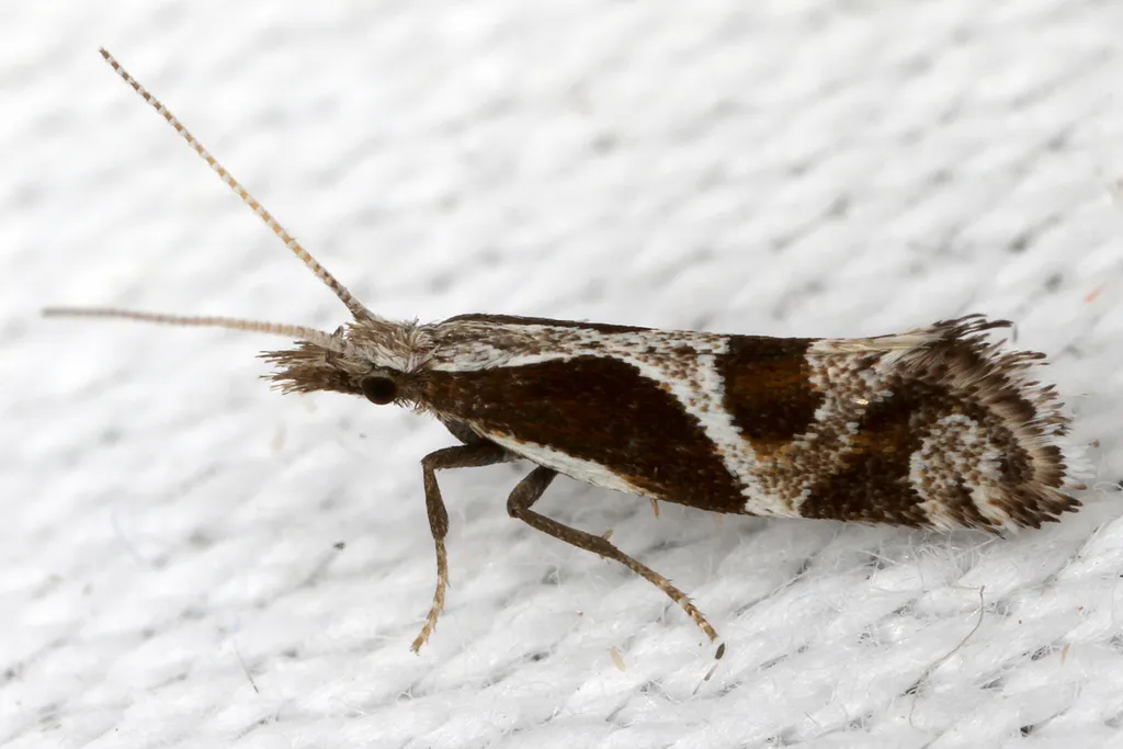 Eidophasia hufnagelii - photo 2