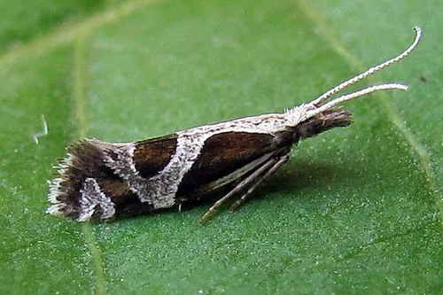Eidophasia hufnagelii - photo 5