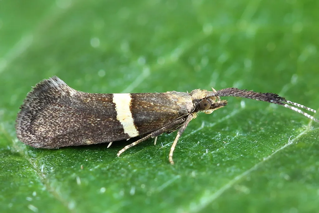 Eidophasia messingiella - photo 2