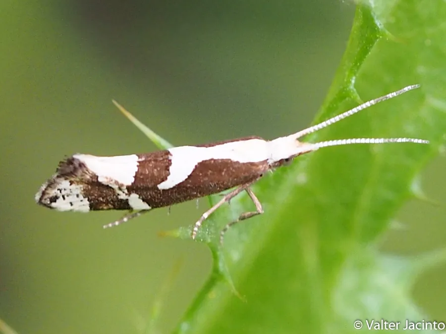 Eidophasia syenitella - photo 2