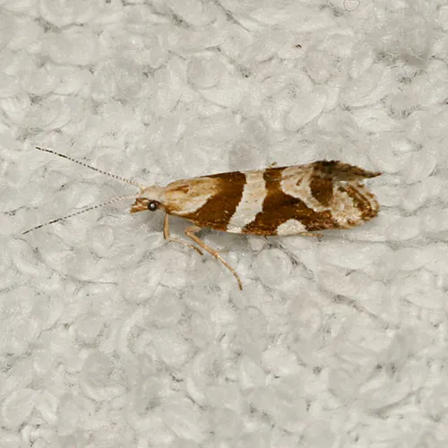 Eidophasia vanella - Hodges#2365