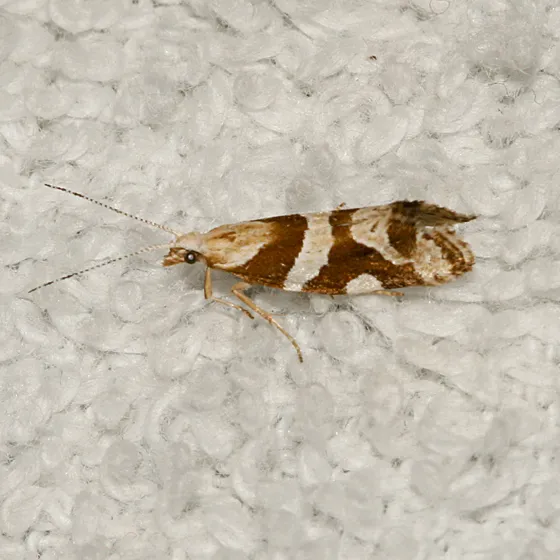 Eidophasia vanella - Hodges#2365 - photo 2