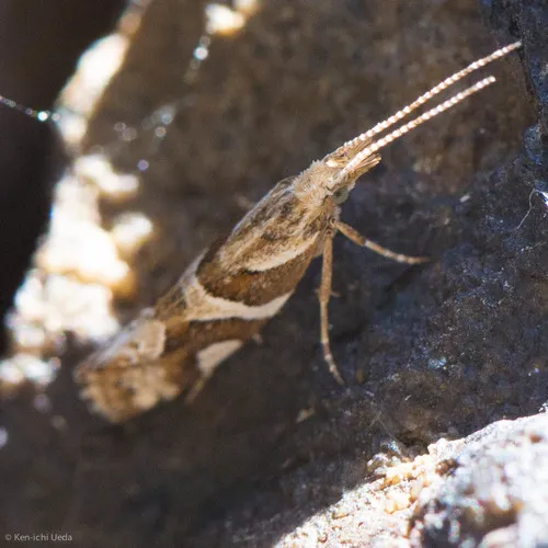 Eidophasia vanella - Hodges#2365 - photo 5