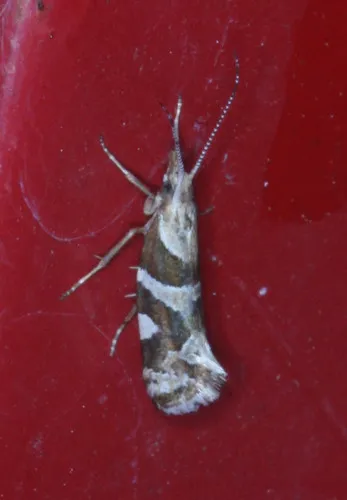 Eidophasia vanella - Hodges#2365 - photo 6