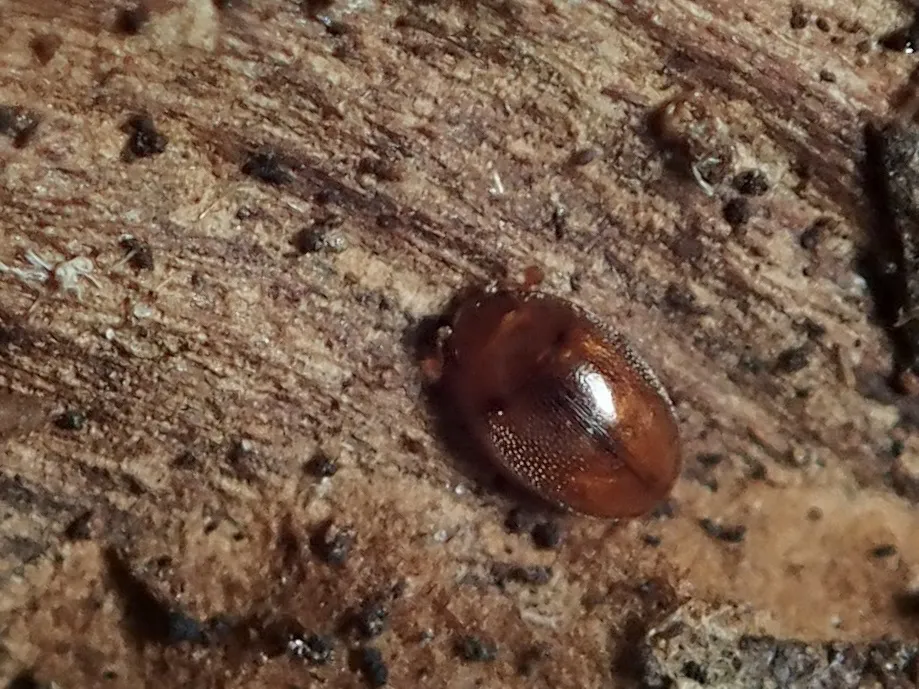 Eidoreus japonicus - photo 2