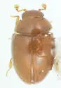Eidoreus politus - Eidoreus politus