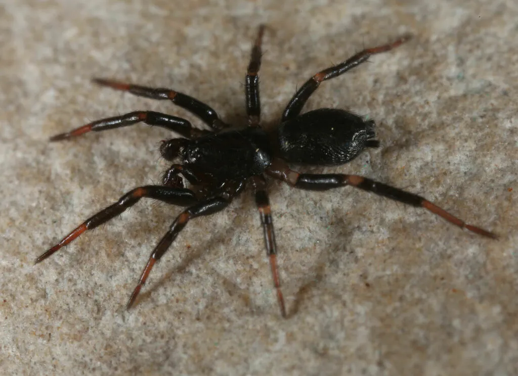 Eilica bicolor
