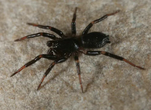 Eilica bicolor - photo 2