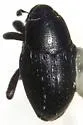 Eisonyx crassipes - photo 3