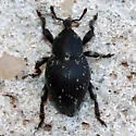 Eisonyx crassipes - photo 4