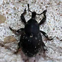 Eisonyx crassipes - photo 5