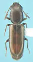 Elacatis immaculatus
