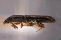 Elacatis immaculatus - photo 3