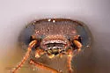 Elacatis immaculatus - photo 4