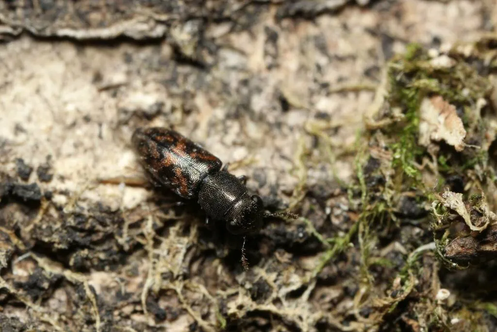 Elacatis ocularis - photo 2