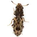 Elacatis senecionis