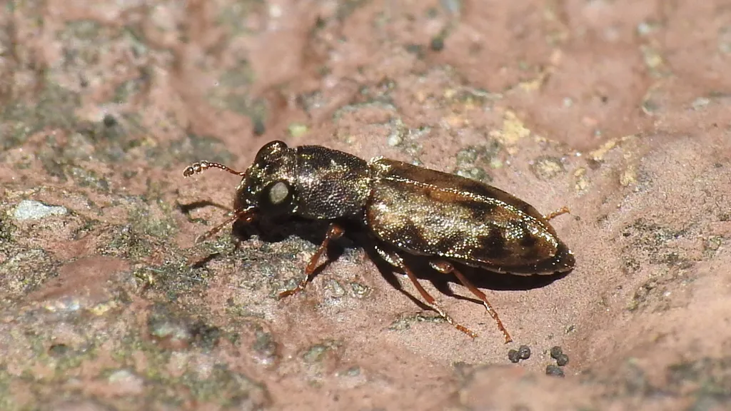 Elacatis similis