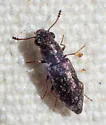 Elacatis umbrosus - photo 4