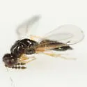 Elachertus cacoeciae - Elachertus cacoeciae