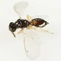 Elachertus cacoeciae - photo 2
