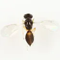 Elachertus cacoeciae - photo 3