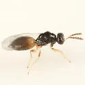 Elachertus cidariae