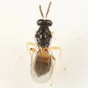 Elachertus cidariae - photo 2