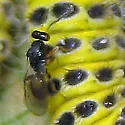 Elachertus harrisinae