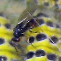 Elachertus harrisinae - photo 2
