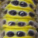 Elachertus harrisinae - photo 3