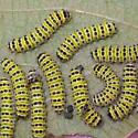 Elachertus harrisinae - photo 4