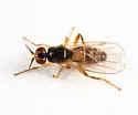 Elachiptera angusta