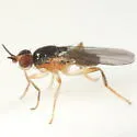 Elachiptera angusta - photo 2