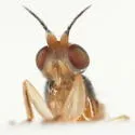 Elachiptera angusta - photo 3
